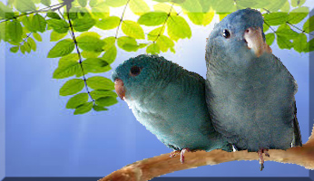 Lineolated parakeet hot sale talking